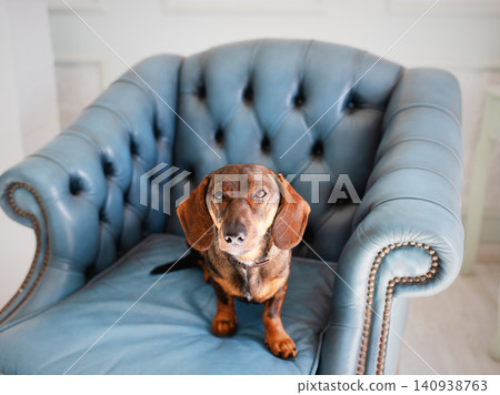 Small brown dog sitting on a stylish blue leather armchair, showcasing its adorable expression and relaxed demeanor in a cozy indoor setting with elegant decor Small brown dog sitting on a stylish blue leather armchair, showcasing its adorable expression and relaxed demeanor in a cozy indoor setting with elegant decor 140938763