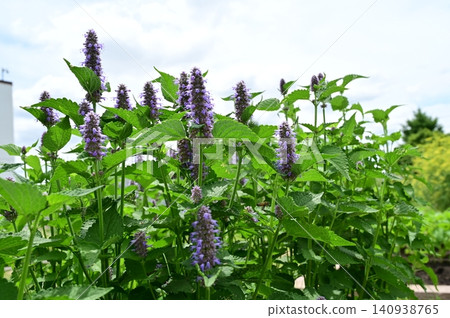 Kawamidori (Lamiaceae family), Kawamidori genus Kawamidori (Lamiaceae family), Kawamidori genus 140938765