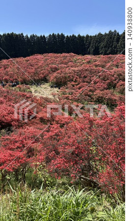 葛城山上盛開著一大片杜鵑花,縱橫交錯,目之所及皆是一片緋紅的海洋。 葛城山上盛開著一大片杜鵑花,縱橫交錯,目之所及皆是一片緋紅的海洋。 140938800