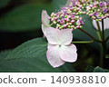 Purple hydrangea 140938810