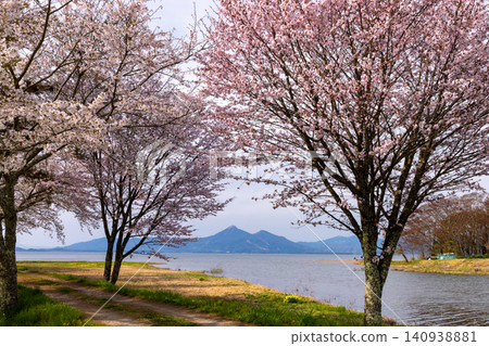 在福島縣郡山市港南町船津伊地濱，船津川入海口的船津公園裡，一排櫻花樹，從湖對岸可以看到磐梯山。 140938881