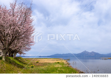 A row of cherry trees in Funatsu Park at the mouth of the Funatsu River, which flows into Lake Inawashiro, in Funatsu-Ijihama, Konan-machi, Koriyama City, Fukushima Prefecture, with Mount Bandai visible across the lake. A row of cherry trees in Funatsu Park at the mouth of the Funatsu River, which flows into Lake Inawashiro, in Funatsu-Ijihama, Konan-machi, Koriyama City, Fukushima Prefecture, with Mount Bandai visible across the lake. 140938883