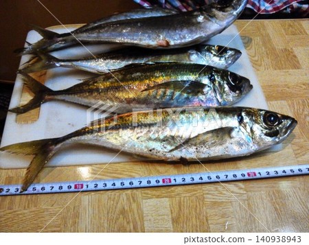 捕獲大型竹莢魚 捕獲大型竹莢魚 140938943
