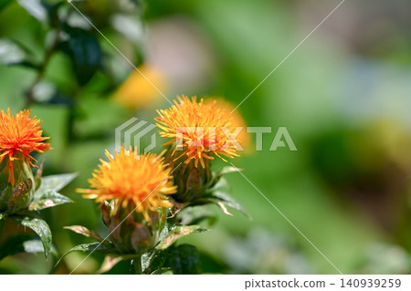Safflower 140939259