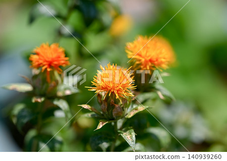 紅花 紅花 140939260