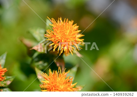 Safflower Safflower 140939262