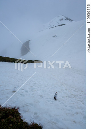 Rock ptarmigan in a misty snowfield 140939336