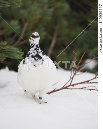 A majestic figure standing on a snowy hill. A majestic figure standing on a snowy hill. 140939357