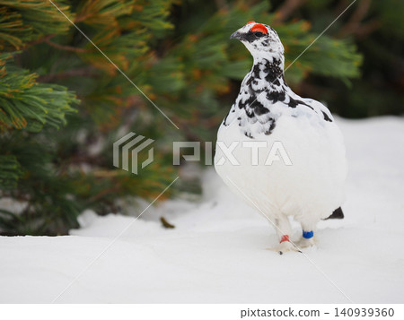 A ptarmigan walking in the snow 140939360