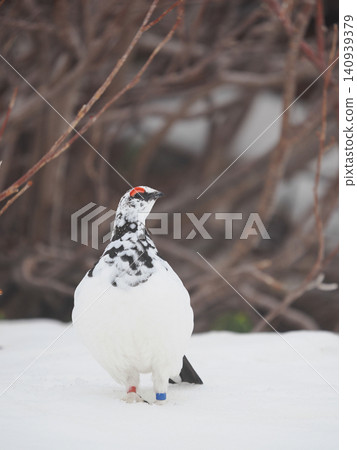 A ptarmigan looks up, its feet sinking into the snow. A ptarmigan looks up, its feet sinking into the snow. 140939379