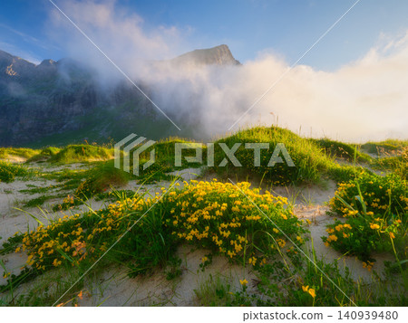 Blooming beach in Lofoten Islands, Norway during midnight summer light. Blooming beach in Lofoten Islands, Norway during midnight summer light. 140939480