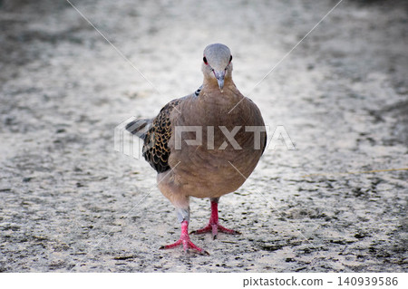 A turtle dove from the front A turtle dove from the front 140939586