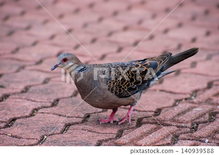 A turtle dove descends to the ground to search for food A turtle dove descends to the ground to search for food 140939588