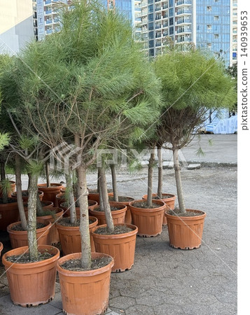 Potted pine trees lined up on sidewalk in urban setting, suitable as a nature background Potted pine trees lined up on sidewalk in urban setting, suitable as a nature background 140939653