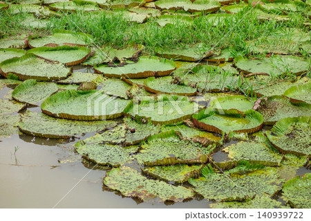big leaves of Vitoria Regia aquatic plant wild in nature. Victoria amazonica species, native to tropical rainforest of Amazonas, Brazil big leaves of Vitoria Regia aquatic plant wild in nature. Victoria amazonica species, native to tropical rainforest of Amazonas, Brazil 140939722