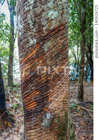 close view of latex extracted from rubber tree in a pot. Seringueira, native to Amazon basin close view of latex extracted from rubber tree in a pot. Seringueira, native to Amazon basin 140939725