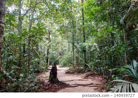 trail opened up in middle of Amazon rainforest. trekking through jungle in Amazonas, Brazil trail opened up in middle of Amazon rainforest. trekking through jungle in Amazonas, Brazil 140939727