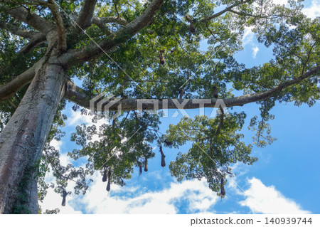 giant Ceiba pentandra tree, aka Java kapok or sumauma, found in brazilian amazon forest giant Ceiba pentandra tree, aka Java kapok or sumauma, found in brazilian amazon forest 140939744