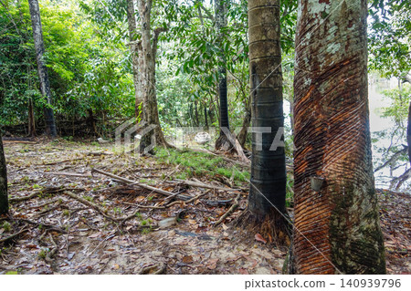 damaged rubber tree trunk oozing latex sap. found in Amazon rainforest in Brazil damaged rubber tree trunk oozing latex sap. found in Amazon rainforest in Brazil 140939796