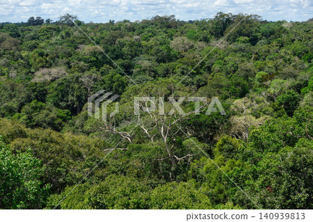 panoramic of beautiful Amazon rainforest in Brazil. pristine and untouched vegetation panoramic of beautiful Amazon rainforest in Brazil. pristine and untouched vegetation 140939813