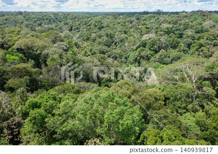 immensity of lush Amazon rainforest in north of Brazil, in a sunny day. Amazonas state immensity of lush Amazon rainforest in north of Brazil, in a sunny day. Amazonas state 140939817