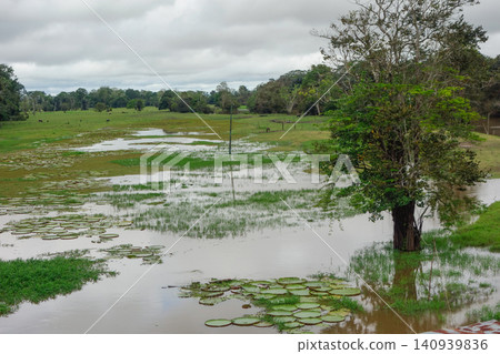 Vitoria Regia aquatic plant wild in nature. flooded landscape in Amazon tropical rainforest, Brazil Vitoria Regia aquatic plant wild in nature. flooded landscape in Amazon tropical rainforest, Brazil 140939836
