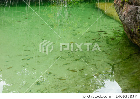 crystal clear waters with small fish inside untouched amazon rainforest, Brazil crystal clear waters with small fish inside untouched amazon rainforest, Brazil 140939837