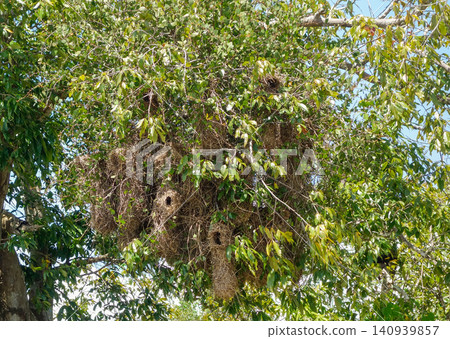 birds nests hanging in the tree in tropical forest 140939857