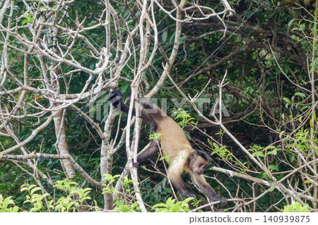 Tufted capuchin monkey amidst dry branches of tree. Amazon forest 140939875