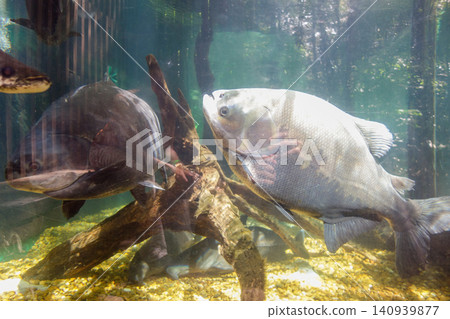 close up view of Tambaqui and Arapaima gigas fishes, in aquarium. found in Amazon basin close up view of Tambaqui and Arapaima gigas fishes, in aquarium. found in Amazon basin 140939877