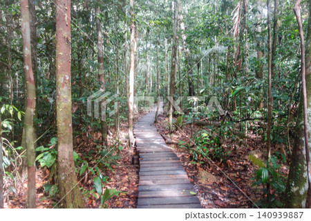 boardwalk through the dense Amazon rainforest. trekking through jungle in Amazonas, Brazil boardwalk through the dense Amazon rainforest. trekking through jungle in Amazonas, Brazil 140939887