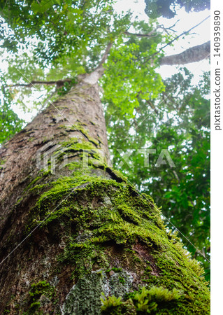 Low angle of moss covered trunk of a centuries old tree in Amazon rainforest, found in Brazil Low angle of moss covered trunk of a centuries old tree in Amazon rainforest, found in Brazil 140939890