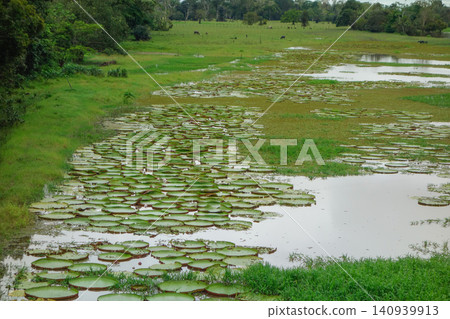 Vitoria Regia aquatic plant wild in nature. flooded landscape in Amazon tropical rainforest, Brazil 140939913