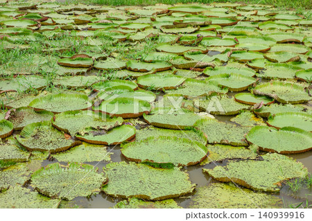 big leaves of Vitoria Regia aquatic plant wild in nature. Victoria amazonica species, native to tropical rainforest of Amazonas, Brazil 140939916