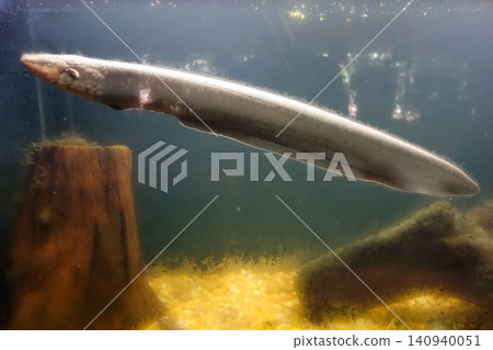 Electrophorus electricus fish, Electric Eel, in aquarium. close up view Electrophorus electricus fish, Electric Eel, in aquarium. close up view 140940051