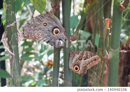 two Owl butterfly, Caligo memnon, from Amazon rainforest two Owl butterfly, Caligo memnon, from Amazon rainforest 140940106