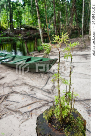 small tree is growing back from cut trunk in Amazon rainforest. deforestation, climate change small tree is growing back from cut trunk in Amazon rainforest. deforestation, climate change 140940108