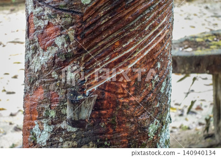 close view of latex extracted from rubber tree in a pot. Seringueira, native to Amazon basin 140940134