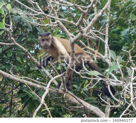 Tufted capuchin monkey amidst dry branches of tree. Amazon forest 140940177