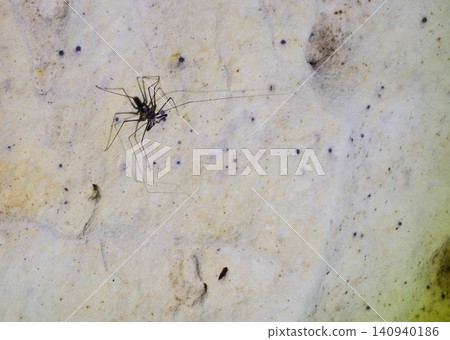 Black harvestman on a limestone cave wall. Opiliones order Black harvestman on a limestone cave wall. Opiliones order 140940186