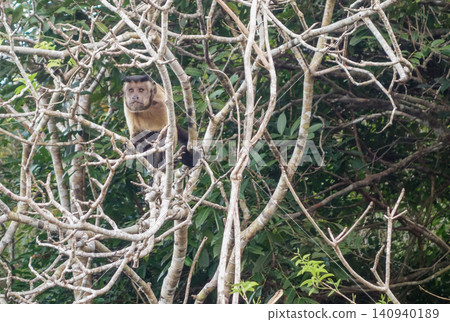 Tufted capuchin monkey amidst dry branches of tree. Amazon forest Tufted capuchin monkey amidst dry branches of tree. Amazon forest 140940189