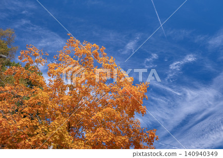 Colorful fall foliage in autumnal park. Yellow forest leaves landscape 140940349