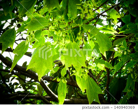 A Japanese maple I encountered in Sendai. Its autumn foliage is beautiful, but its fresh green leaves are also lovely. A Japanese maple I encountered in Sendai. Its autumn foliage is beautiful, but its fresh green leaves are also lovely. 140940369