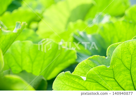 A refreshing background image featuring overlapping, vibrant green lotus leaves that evoke the feeling of summer's arrival. A refreshing background image featuring overlapping, vibrant green lotus leaves that evoke the feeling of summer's arrival. 140940877