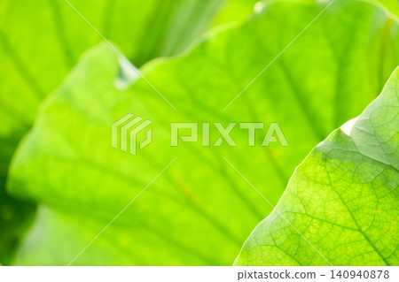 A lotus leaf texture material where sunlight shines through, highlighting the beautiful lines of the leaf veins. A lotus leaf texture material where sunlight shines through, highlighting the beautiful lines of the leaf veins. 140940878
