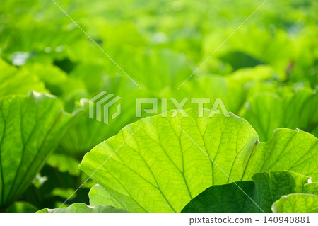 A refreshing background image featuring overlapping, vibrant green lotus leaves that evoke the feeling of summer's arrival. A refreshing background image featuring overlapping, vibrant green lotus leaves that evoke the feeling of summer's arrival. 140940881