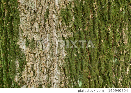 A beautiful abstract background featuring the natural texture of wood and lush green moss, showcasing various tree bark designs. Perfect for natural and organic designs. 140940894