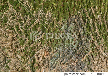 A beautiful abstract background featuring the natural texture of wood and lush green moss, showcasing various tree bark designs. Perfect for natural and organic designs. A beautiful abstract background featuring the natural texture of wood and lush green moss, showcasing various tree bark designs. Perfect for natural and organic designs. 140940895