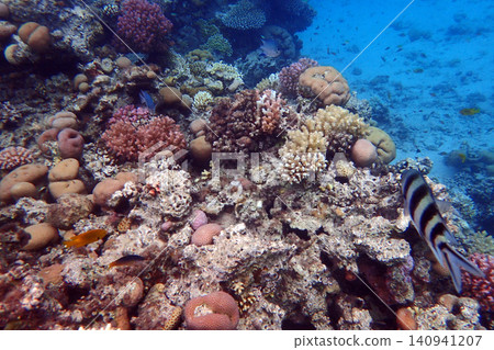 nice coral reef in the Egypt, Safaga nice coral reef in the Egypt, Safaga 140941207