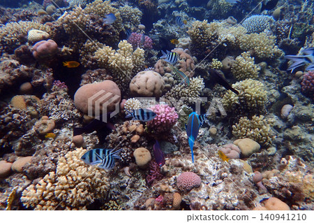 nice coral reef in the Egypt, Safaga nice coral reef in the Egypt, Safaga 140941210